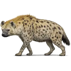 Spotted Hyena (Crocuta crocuta) featured animal image on AnimalDex