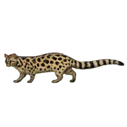 Spotted Linsang animal lesson image on AnimalDex