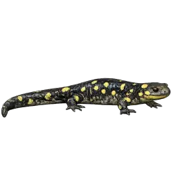 Spotted Salamander (Ambystoma maculatum) featured animal image on AnimalDex