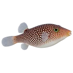 Spotted Sharpnose Puffer (Canthigaster solandri) thumbnail image on AnimalDex
