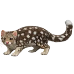 Spotted-tailed Quoll (Dasyurus maculatus) featured animal image on AnimalDex