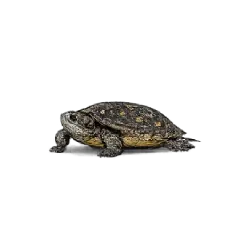 Spotted Turtle (Clemmys guttata) featured animal image on AnimalDex