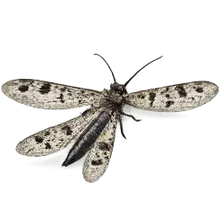 Spotted-winged Antlion animal lesson image on AnimalDex