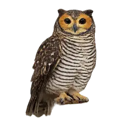 Spotted Wood Owl animal lesson image on AnimalDex