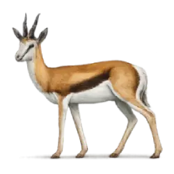 Springbok (Antidorcas marsupialis) featured animal image on AnimalDex