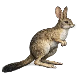 Springhare (Pedetes capensis) featured animal image on AnimalDex