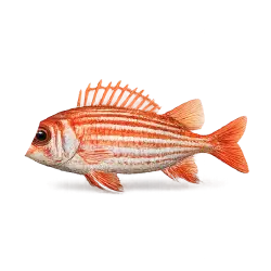 Squirrelfish (Sargocentron rubrum) featured animal image on AnimalDex