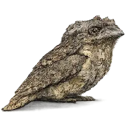 Sri Lanka Frogmouth (Batrachostomus moniliger) featured animal image on AnimalDex