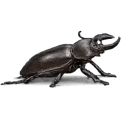 Stag Beetle (Lucanus cervus) featured animal image on AnimalDex