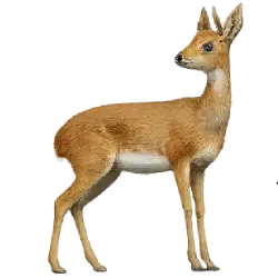 Steenbok (Raphicerus campestris) featured animal image on AnimalDex