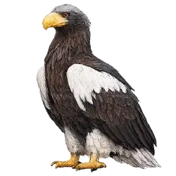 Steller's Sea Eagle (Haliaeetus pelagicus) featured animal image on AnimalDex