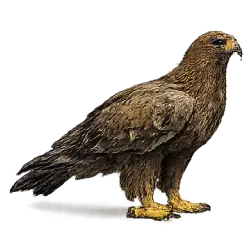 Steppe Eagle animal lesson image on AnimalDex