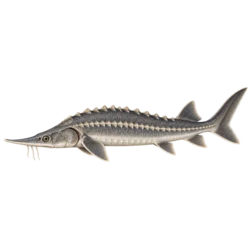 Sterlet Sturgeon (Acipenser ruthenus) thumbnail image on AnimalDex