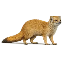 Stoat (Mustela erminea) featured animal image on AnimalDex