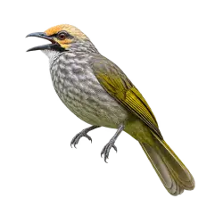 Straw-headed Bulbul (Pycnonotus zeylanicus) thumbnail image on AnimalDex
