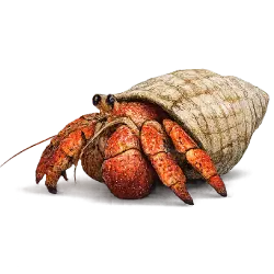 Strawberry Hermit Crab lesson from nature