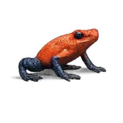 Strawberry Poison Dart Frog (Oophaga pumilio) featured animal image on AnimalDex