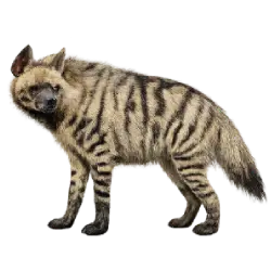 Striped Hyena (Hyaena hyaena) featured animal image on AnimalDex