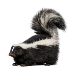 Striped Skunk (Mephitis mephitis) featured animal image on AnimalDex
