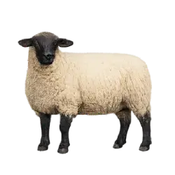 Suffolk Sheep animal lesson image on AnimalDex