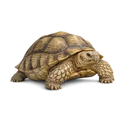 Sulcata Tortoise animal lesson image on AnimalDex