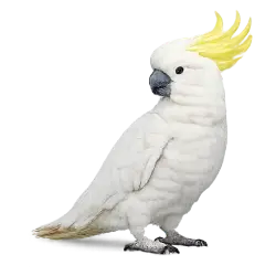 Sulphur-crested Cockatoo (Cacatua galerita) featured animal image on AnimalDex