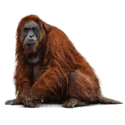 Sumatran Orangutan (Pongo abelii) featured animal image on AnimalDex