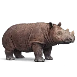Sumatran Rhinoceros (Dicerorhinus sumatrensis) featured animal image on AnimalDex
