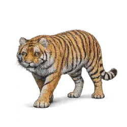 Sumatran Tiger (Panthera tigris sumatrae) featured animal image on AnimalDex