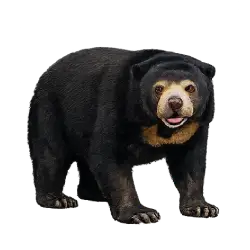 Sun Bear (Helarctos malayanus) featured animal image on AnimalDex