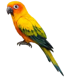 Sun Conure (Aratinga solstitialis) featured animal image on AnimalDex