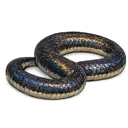 Sunbeam Snake (Xenopeltis unicolor) featured animal image on AnimalDex