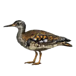 Sunbittern (Eurypyga helias) featured animal image on AnimalDex