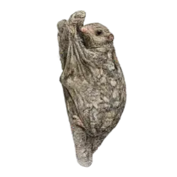 Sunda Colugo animal lesson image on AnimalDex