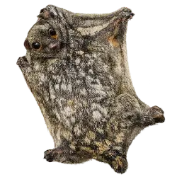 Sunda Flying Lemur (Galeopterus variegatus) featured animal image on AnimalDex
