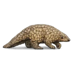 Sunda Pangolin (Manis javanica) featured animal image on AnimalDex