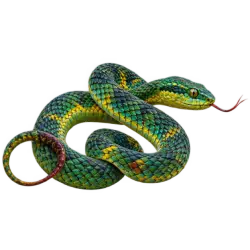 Sundas Pit Viper (Trimeresurus insularis) thumbnail image on AnimalDex