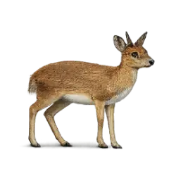 Suni (Neotragus moschatus) featured animal image on AnimalDex