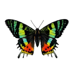 Sunset Moth (Chrysiridia rhipheus) featured animal image on AnimalDex