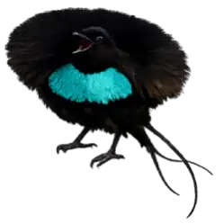 Superb Bird-of-paradise (Lophorina superba) featured animal image on AnimalDex