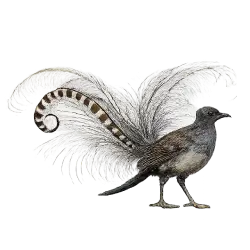 Superb Lyrebird (Menura novaehollandiae) featured animal image on AnimalDex
