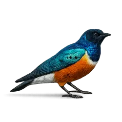 Superb Starling animal lesson image on AnimalDex