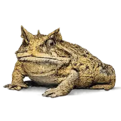 Surinam Horned Frog (Ceratophrys cornuta) featured animal image on AnimalDex