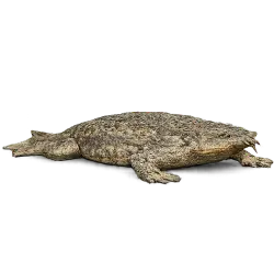 Surinam Toad (Pipa pipa) featured animal image on AnimalDex