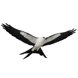 Swallow-tailed Kite (Elanoides forficatus) featured animal image on AnimalDex
