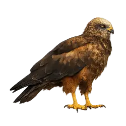Swamp Harrier (Circus approximans) featured animal image on AnimalDex