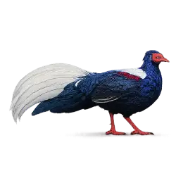 Swinhoe's Pheasant animal lesson image on AnimalDex