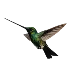 Sword-billed Hummingbird (Ensifera ensifera) featured animal image on AnimalDex