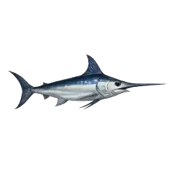 Swordfish animal lesson on AnimalDex