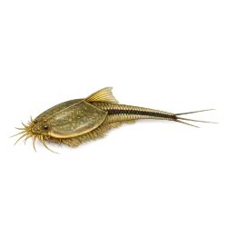 Tadpole Shrimp animal lesson on AnimalDex